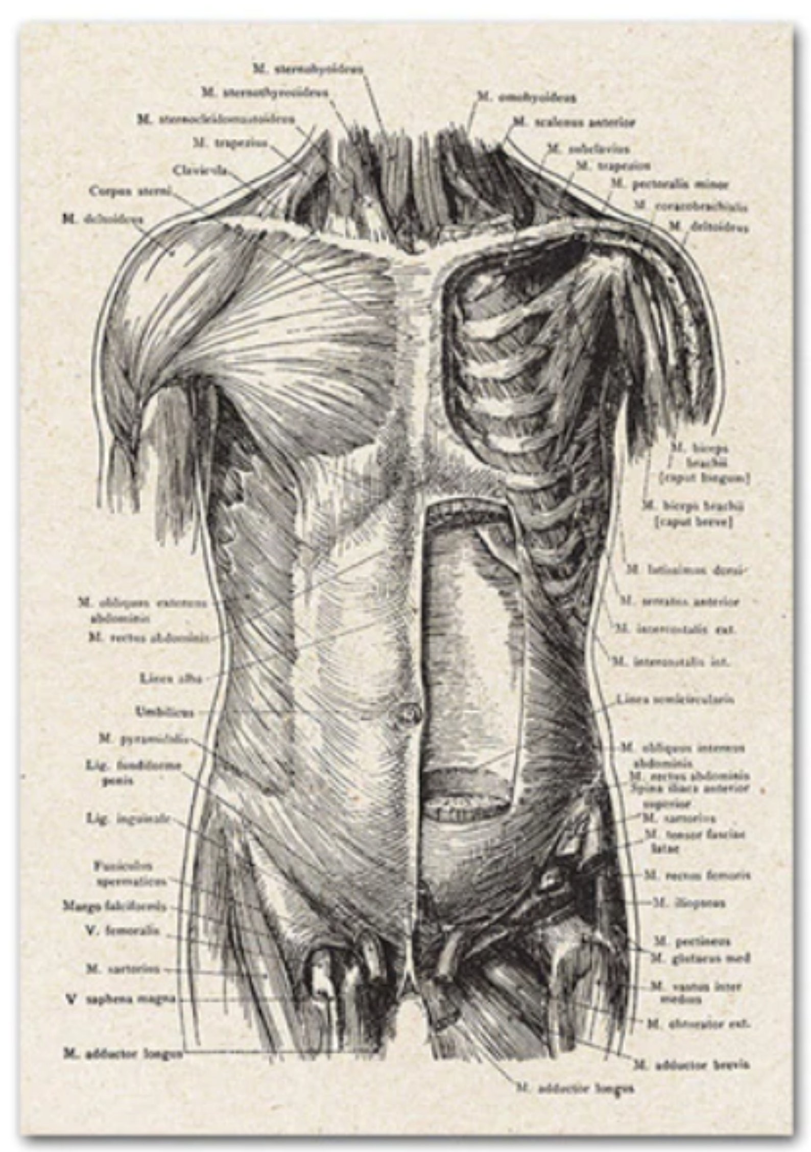 Gothic Anatomy: Vintage Skeleton Wall Art Print - Medical Anatomy ...