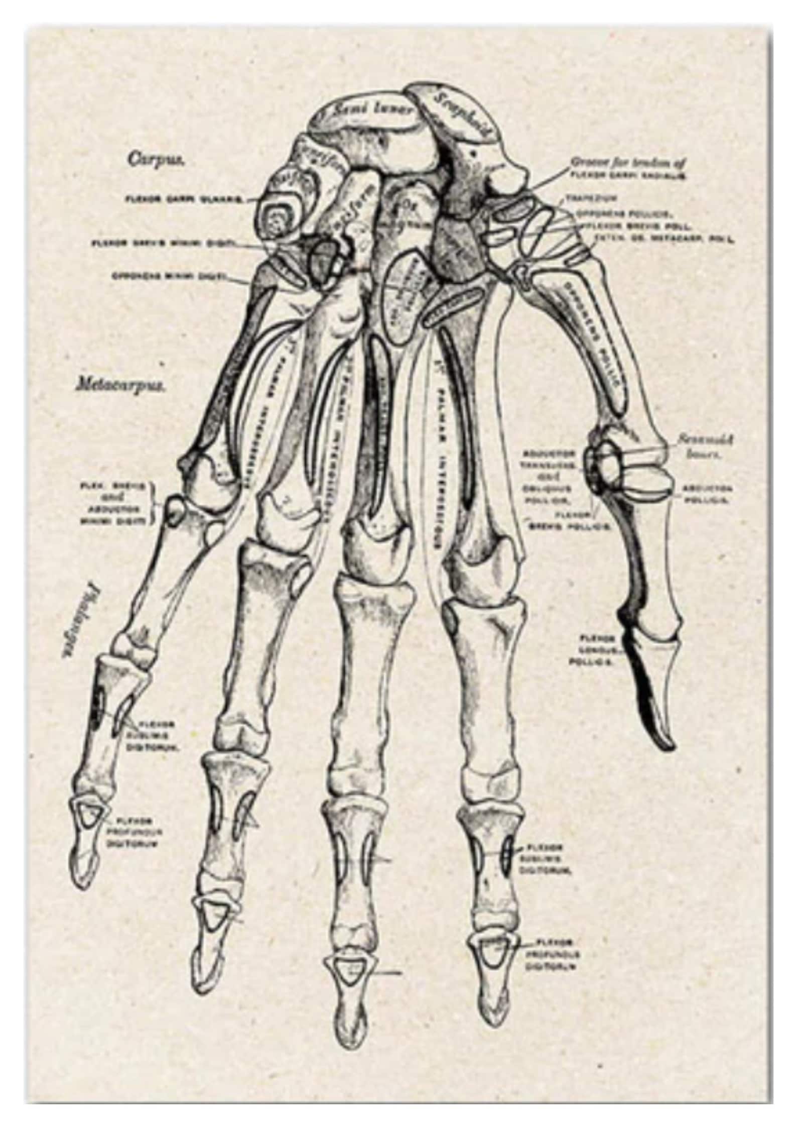 Gothic Anatomy: Vintage Skeleton Wall Art Print - Medical Anatomy ...