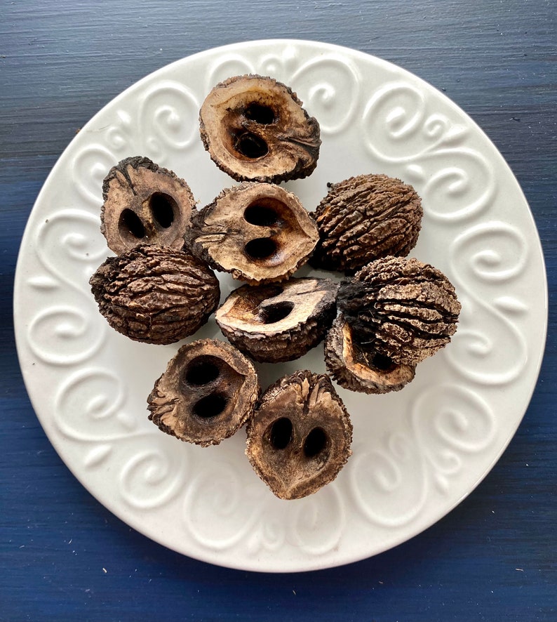 Black Walnut Shells SquirrelCracked for Organic Crafting and Etsy