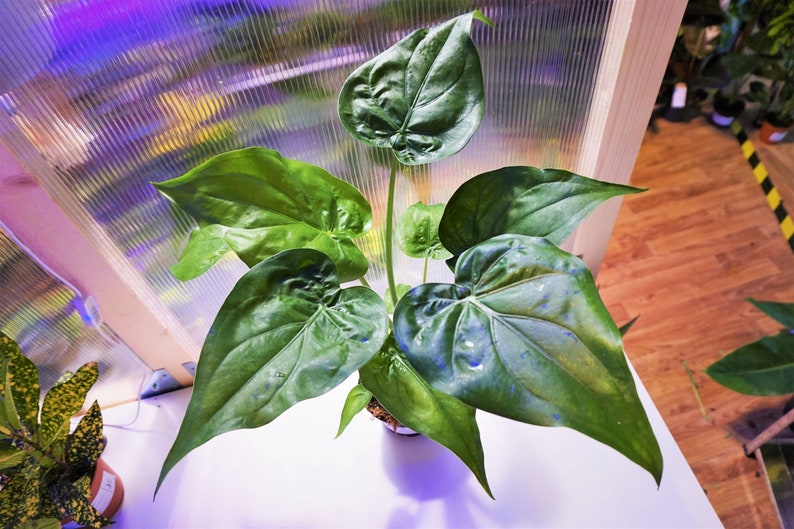 Alocasia Cucullata Hooded Dwarf Elephant Ear Large Plants