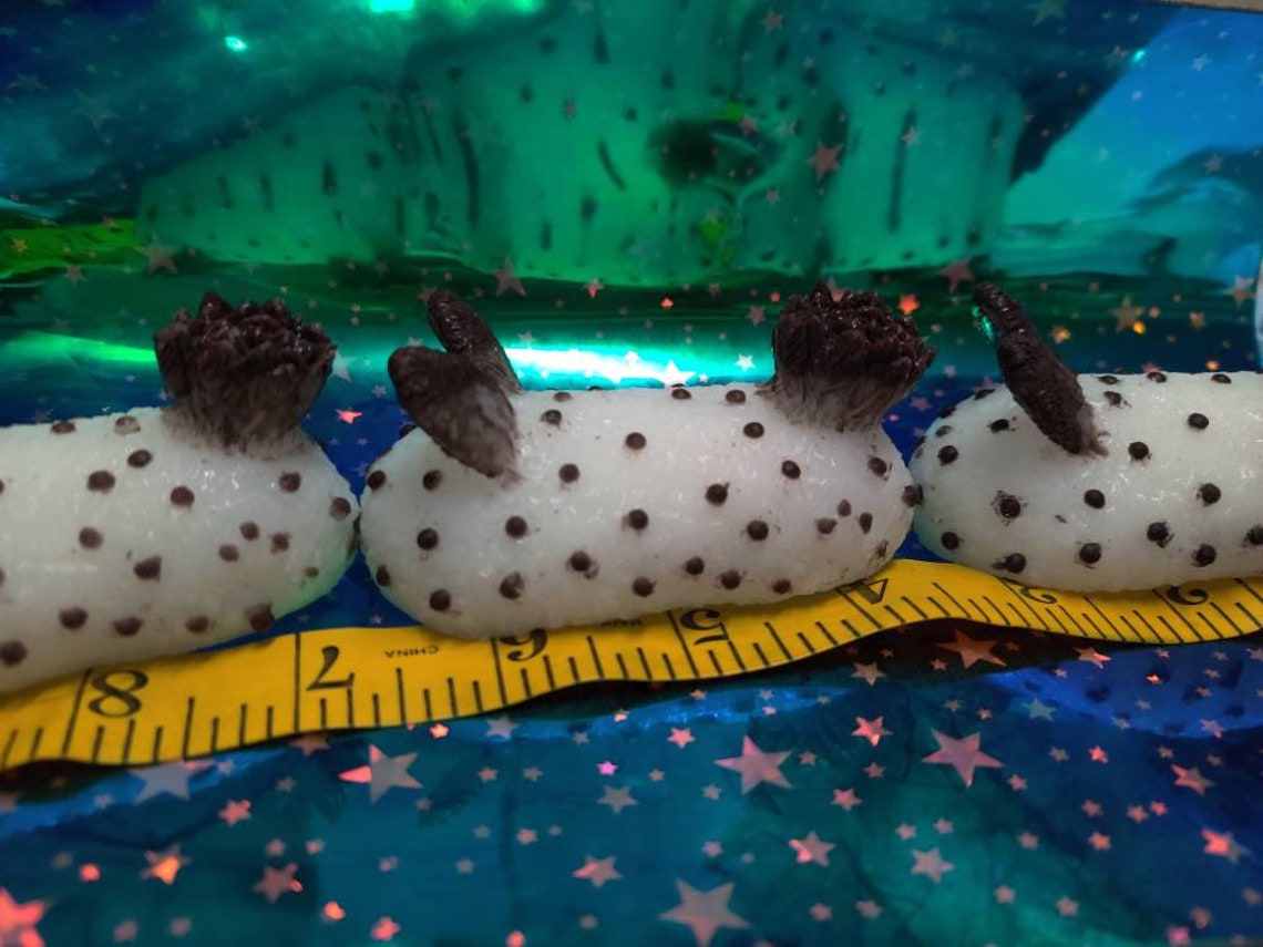 Sea Bunny Nudibranch Mochi Squishes made to Order | Etsy