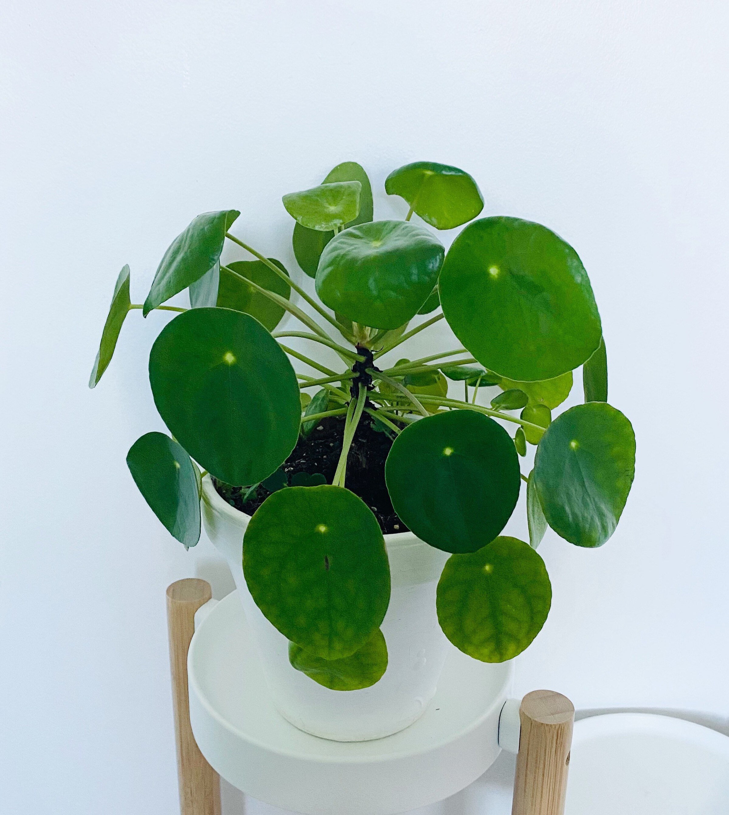 Pilea Peperomioides Babies Chinese Money Plant Pancake