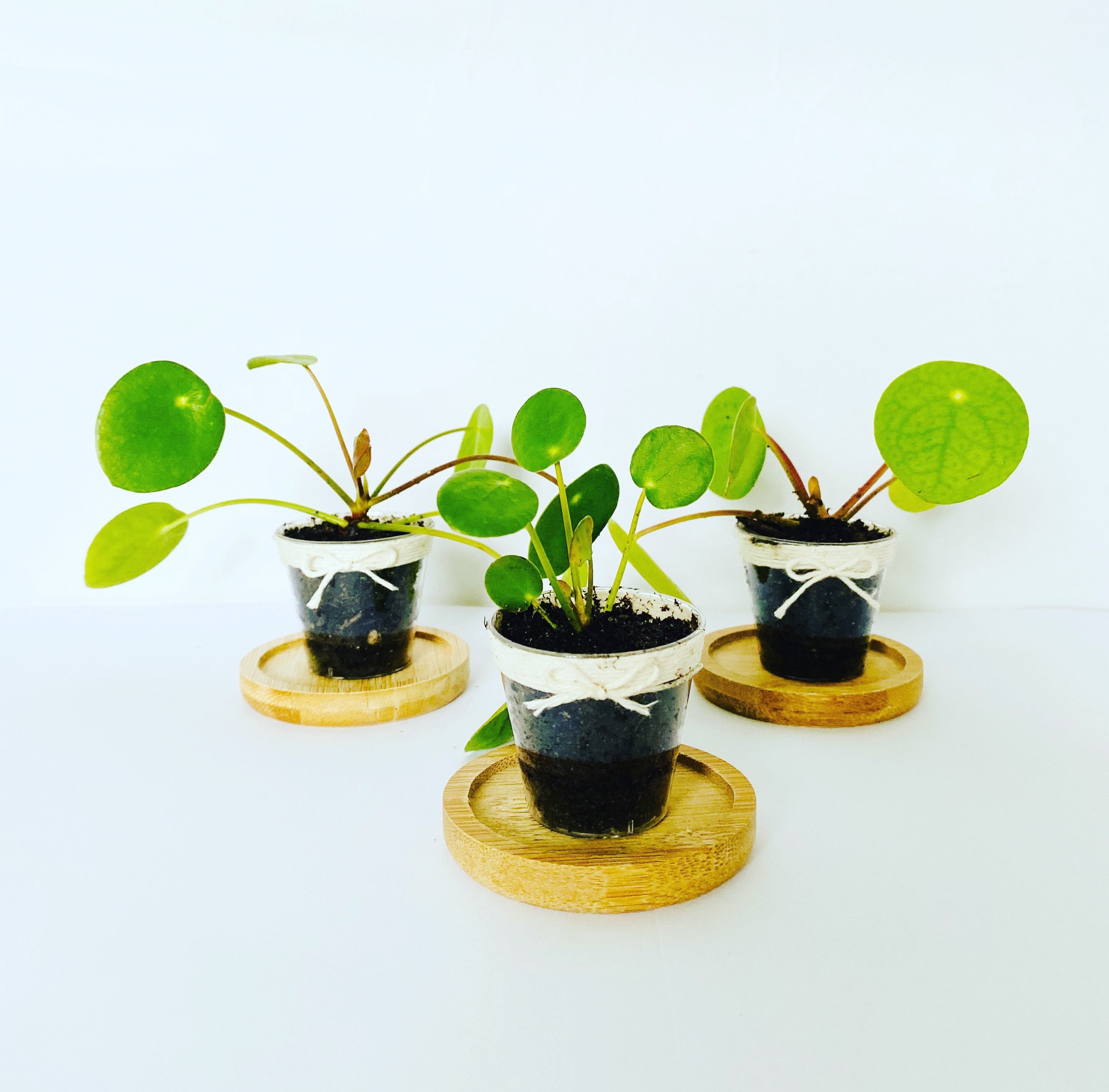 Pilea Peperomioides Babies Chinese Money Plant Pancake