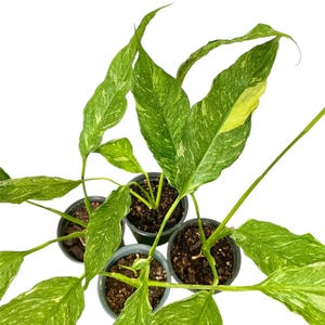 Rare Variegated Peace Lily, Live Plant, Spathiphyllum Domino, House Plant, Home decor, Nature