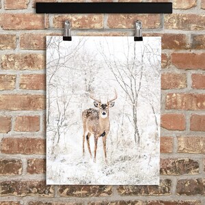 May include: A white-tailed deer stands in a snowy forest. The deer is looking directly at the camera. The forest is covered in snow and the trees are bare.