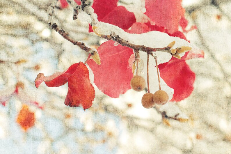 Original Photography Print Leaves in Snow Winter Scene Printable Art Rust Red Landscape Instant Download Christmas Decor Fine Art