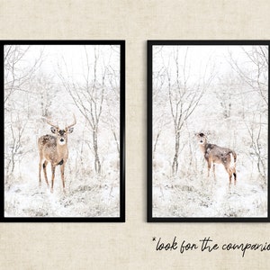 May include: Two framed photographs of a white-tailed deer in a snowy forest. The deer on the left is a buck with antlers, while the deer on the right is a doe. Both deer are standing in the snow, looking at the camera.