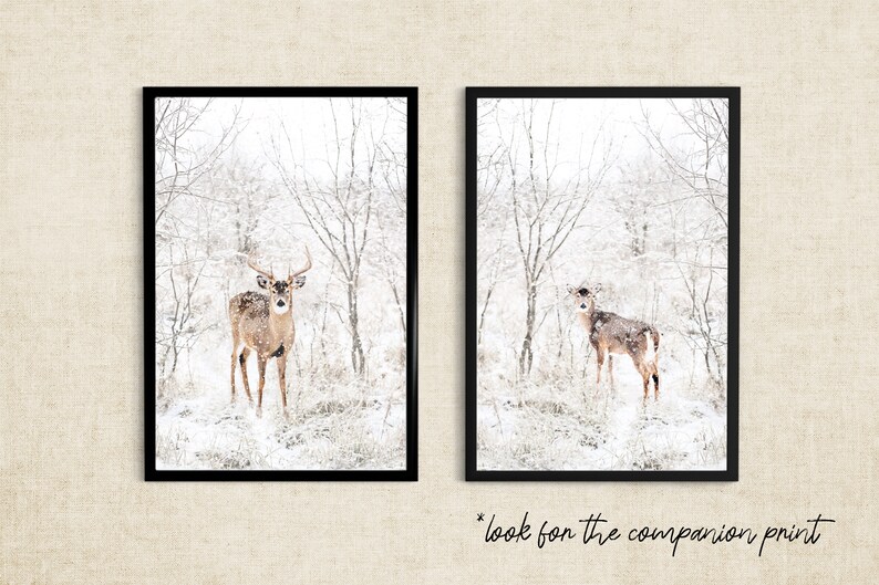 May include: Two framed photographs of a white-tailed deer in a snowy forest. The deer on the left is a buck with antlers, while the deer on the right is a doe. Both deer are standing in the snow, looking at the camera.