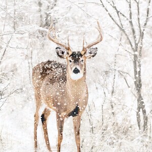 May include: A white-tailed deer buck stands in a snowy forest, looking directly at the camera. The deer is covered in snow, and the trees are bare and covered in snow.