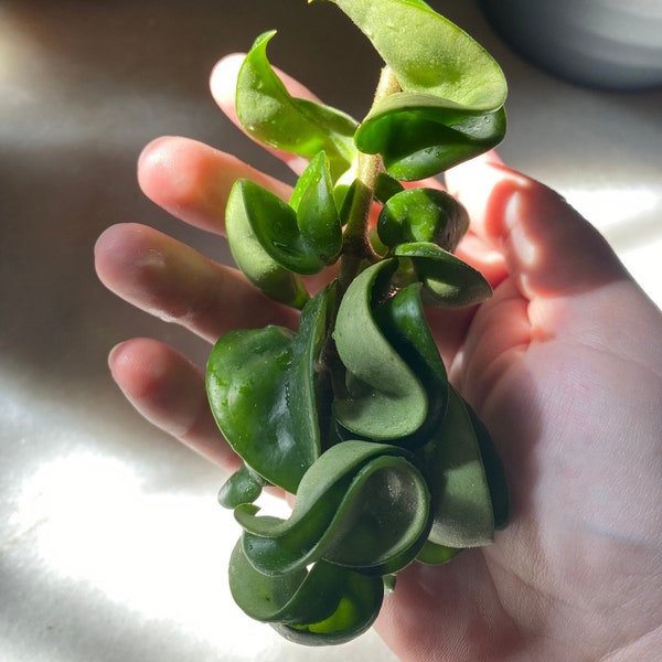 Hoya Rope cutting
