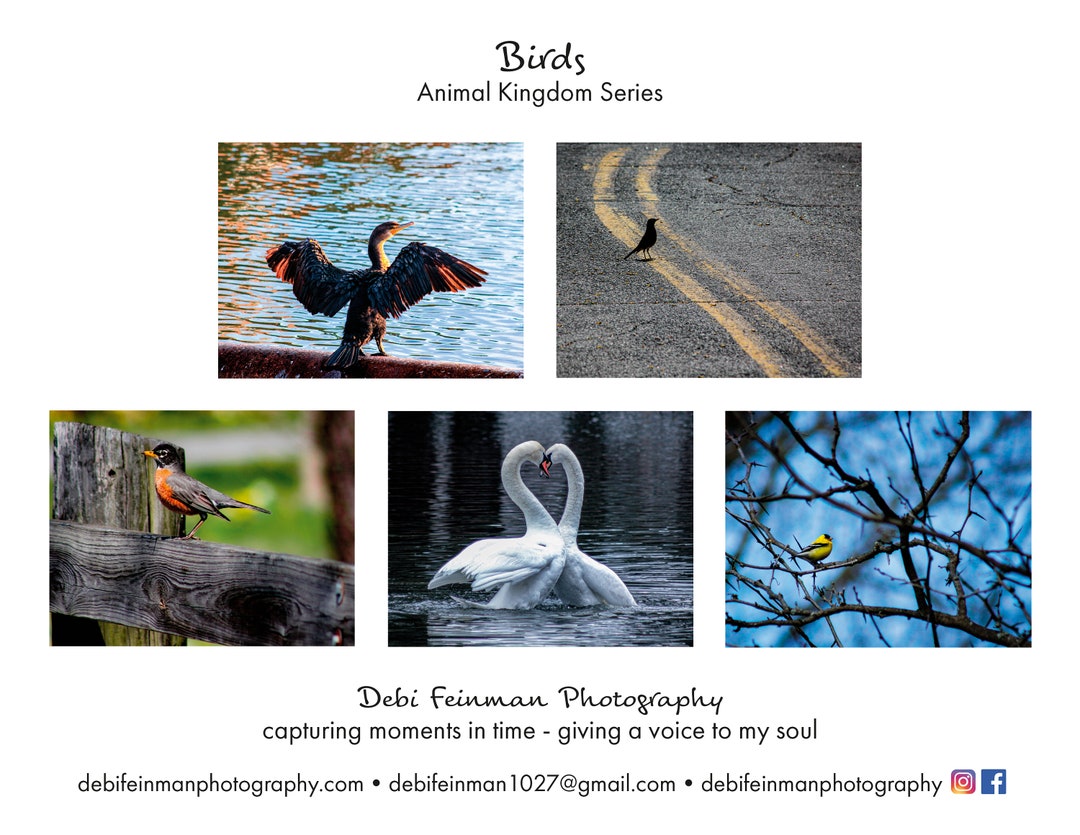Photo Art Note Cards - "birds" - Animal Kingdom Series - 5 Pc Set 5.5 ...