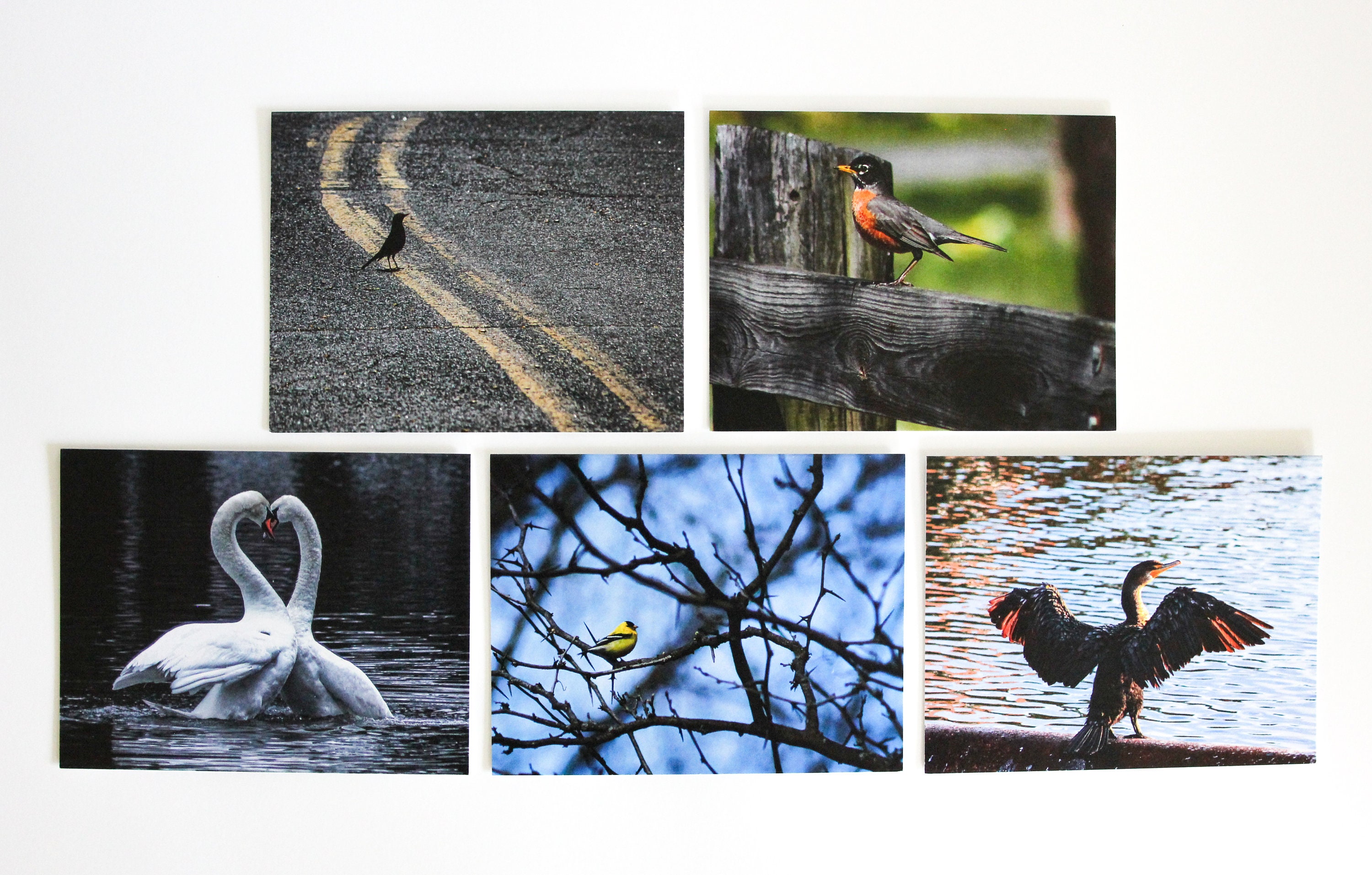 Photo Art Note Cards - "birds" - Animal Kingdom Series - 5 Pc Set 5.5 ...