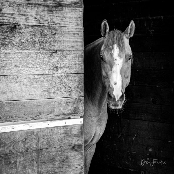 Horse Photography - Etsy