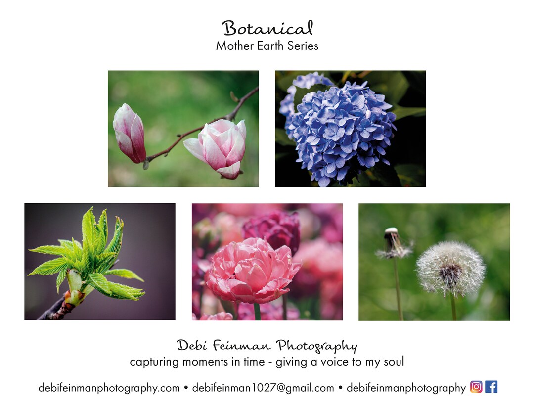 Photo Art Note Cards - "botanical" - 5 Pc Set 5.5" X 4.25" Blank Folded ...