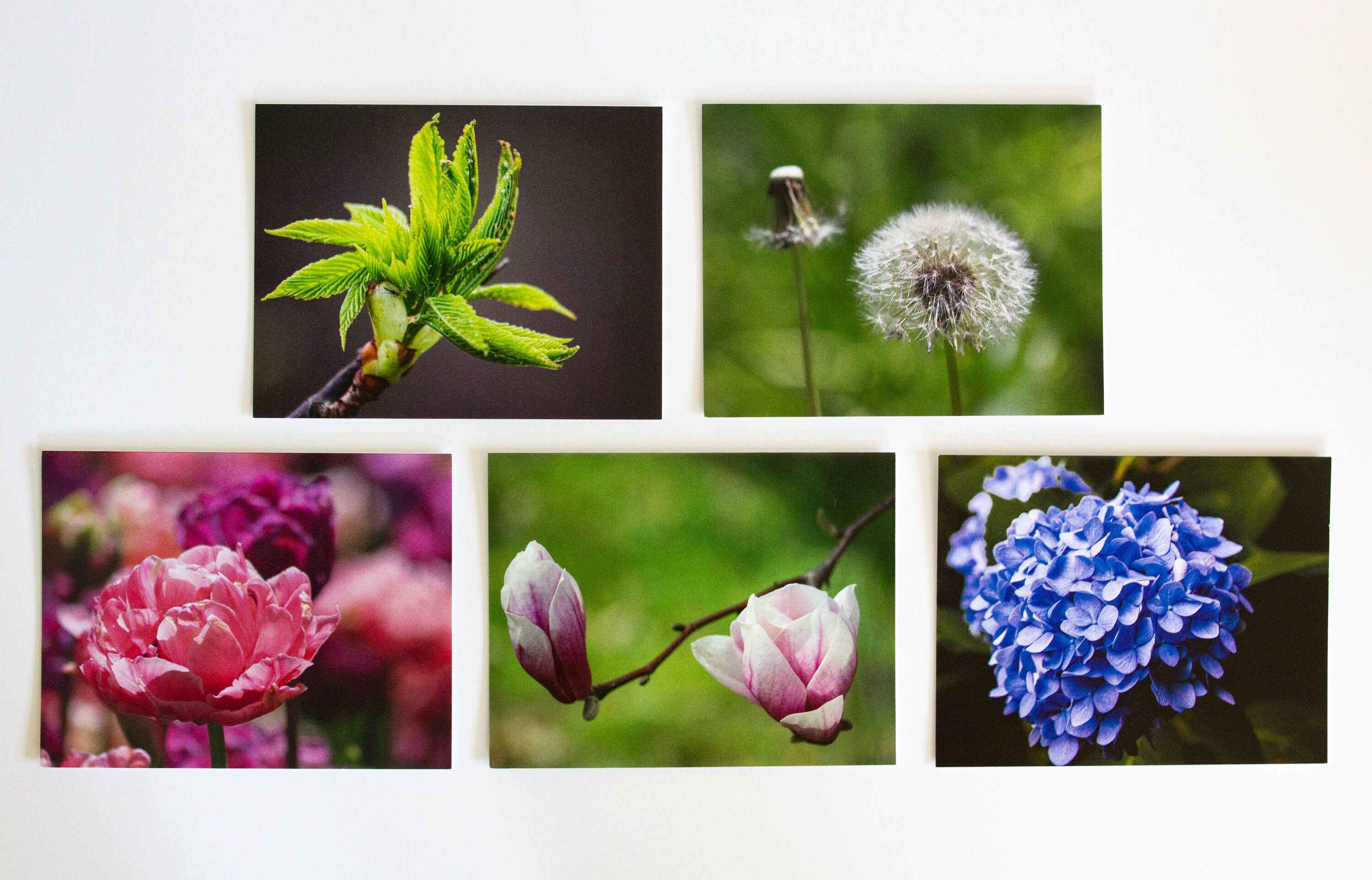 Photo Art Note Cards - "botanical" - 5 Pc Set 5.5" X 4.25" Blank Folded ...