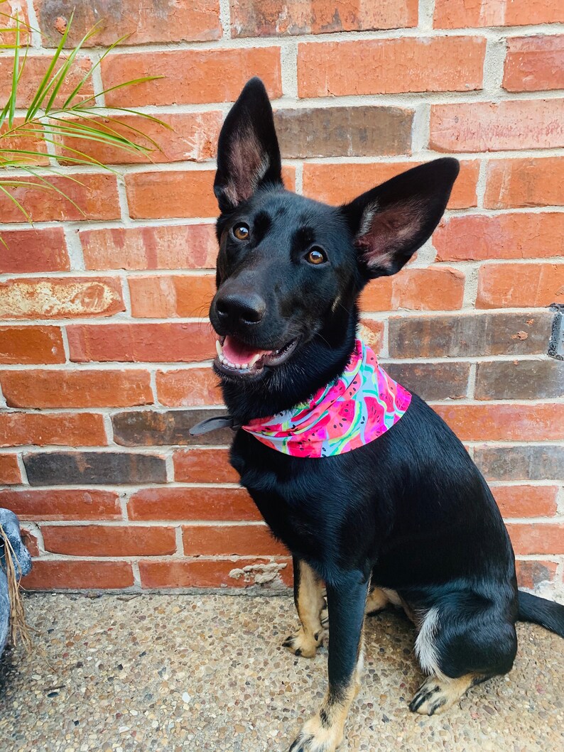 Watermelon Sugar Bandana