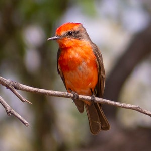 Southwestern Vögel und Wüstenlandschaften einzelne 5x7 Grußkarten