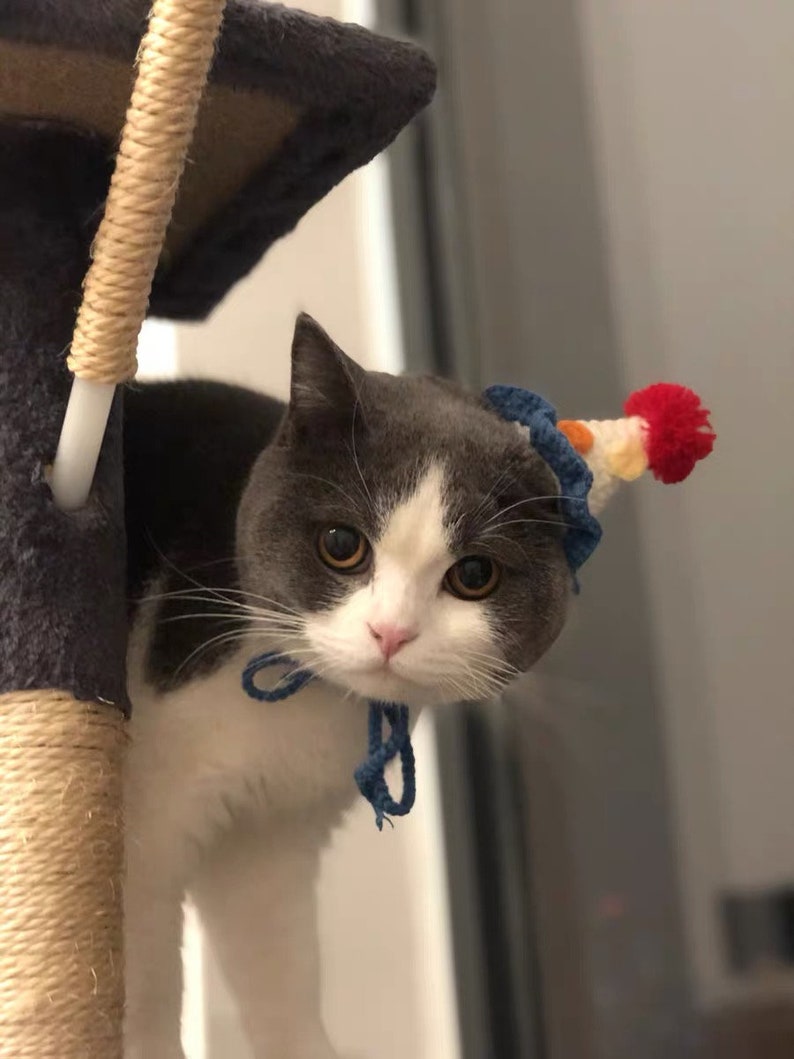 Knitted Yarn Birthday Hat for Cat or Small Animal cat Etsy