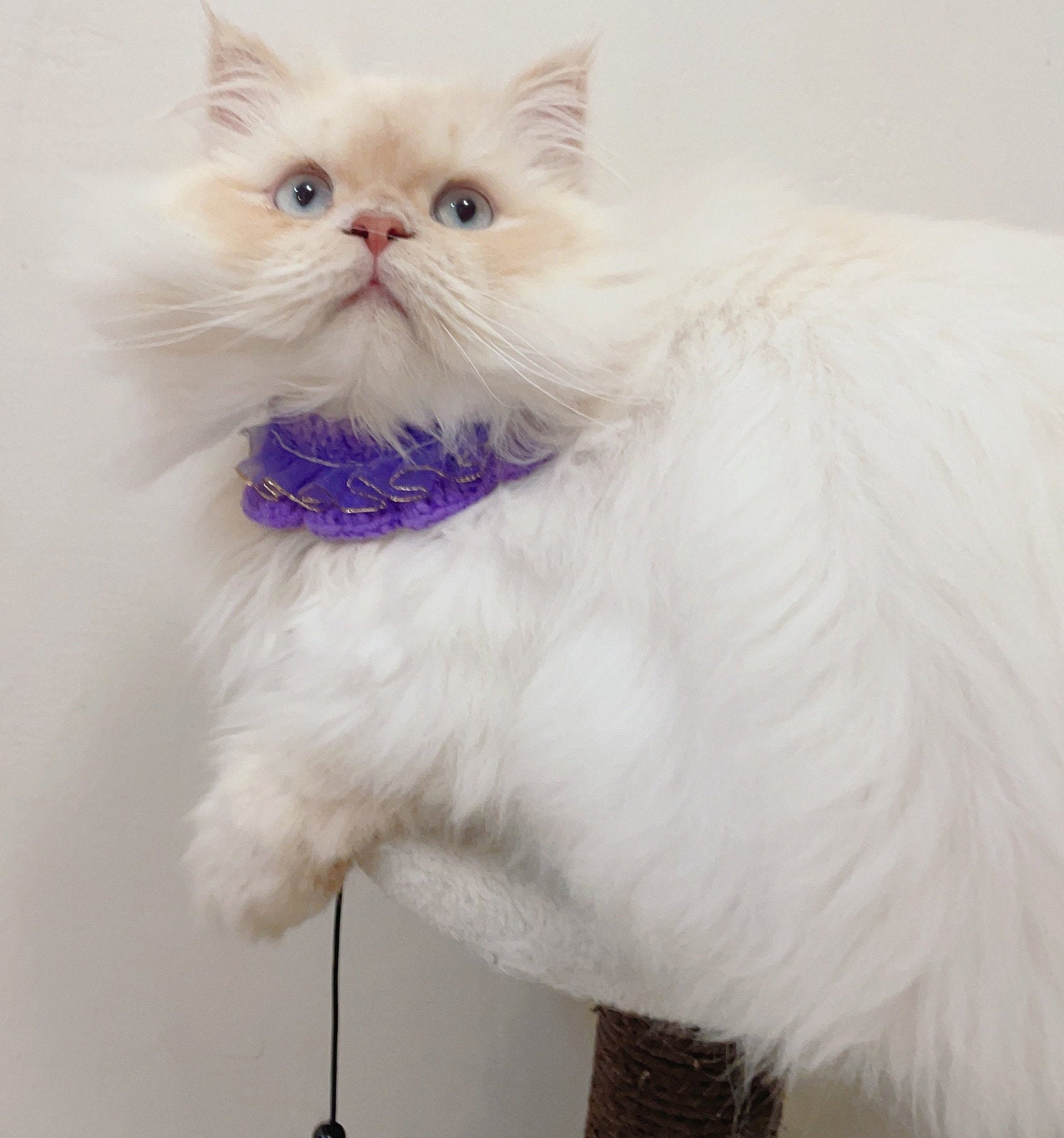 Purple Lacy Collar for Cats or Small Animals cat Cat Collar Etsy UK