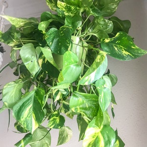 Puede incluir: Una planta colgante en maceta con hojas variegadas verdes y amarillas. La planta es una planta de interior popular conocida por sus enredaderas colgantes.