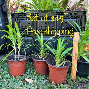 3  pandan plants and  1 pandan stem with 2 babies for only USD45  free shipping. Not ship to CA, HI