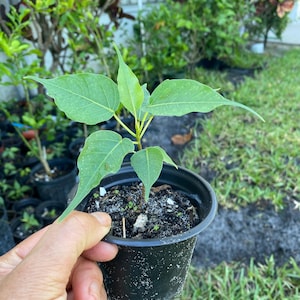May include: A small potted plant with vibrant green leaves. The plant is in a black plastic pot, held by a hand. The background features green foliage and other potted plants.