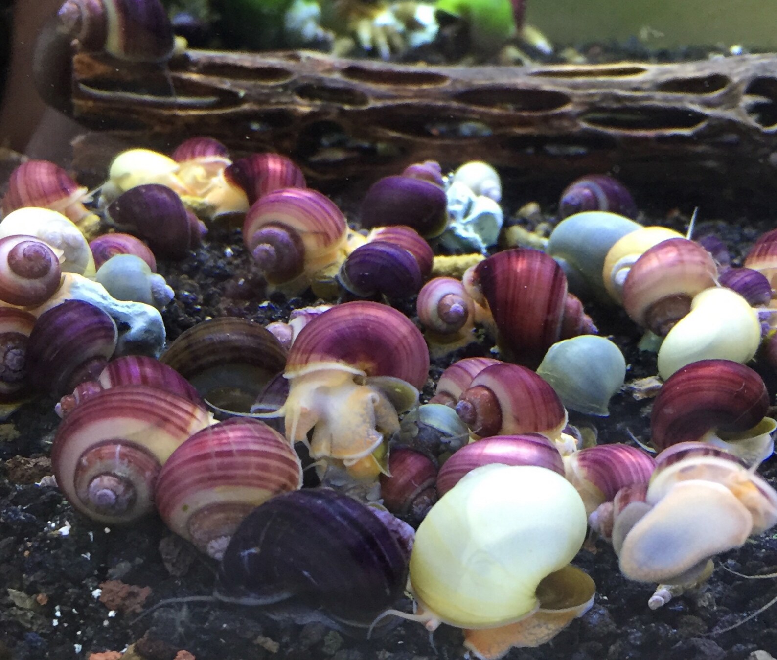 Snail Snacks 2 Oz. Aquatic Snail Food Sticks Mystery Snail Etsy