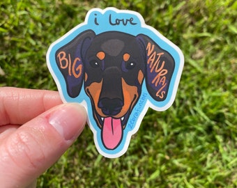 I Love Big Naturals Undocked Doberman Vinyl Sticker