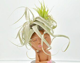 Tilly the Diva 2.0 - Tillandsia Xerographica Airplant (Large) in Planter