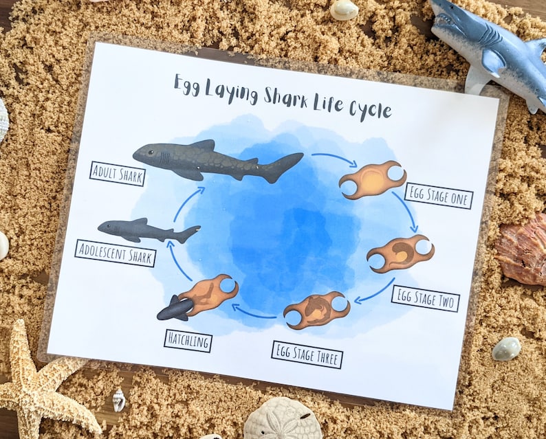 Shark Life Cycle Poster, Shark Unit Study, Busy Book Activity, Ocean