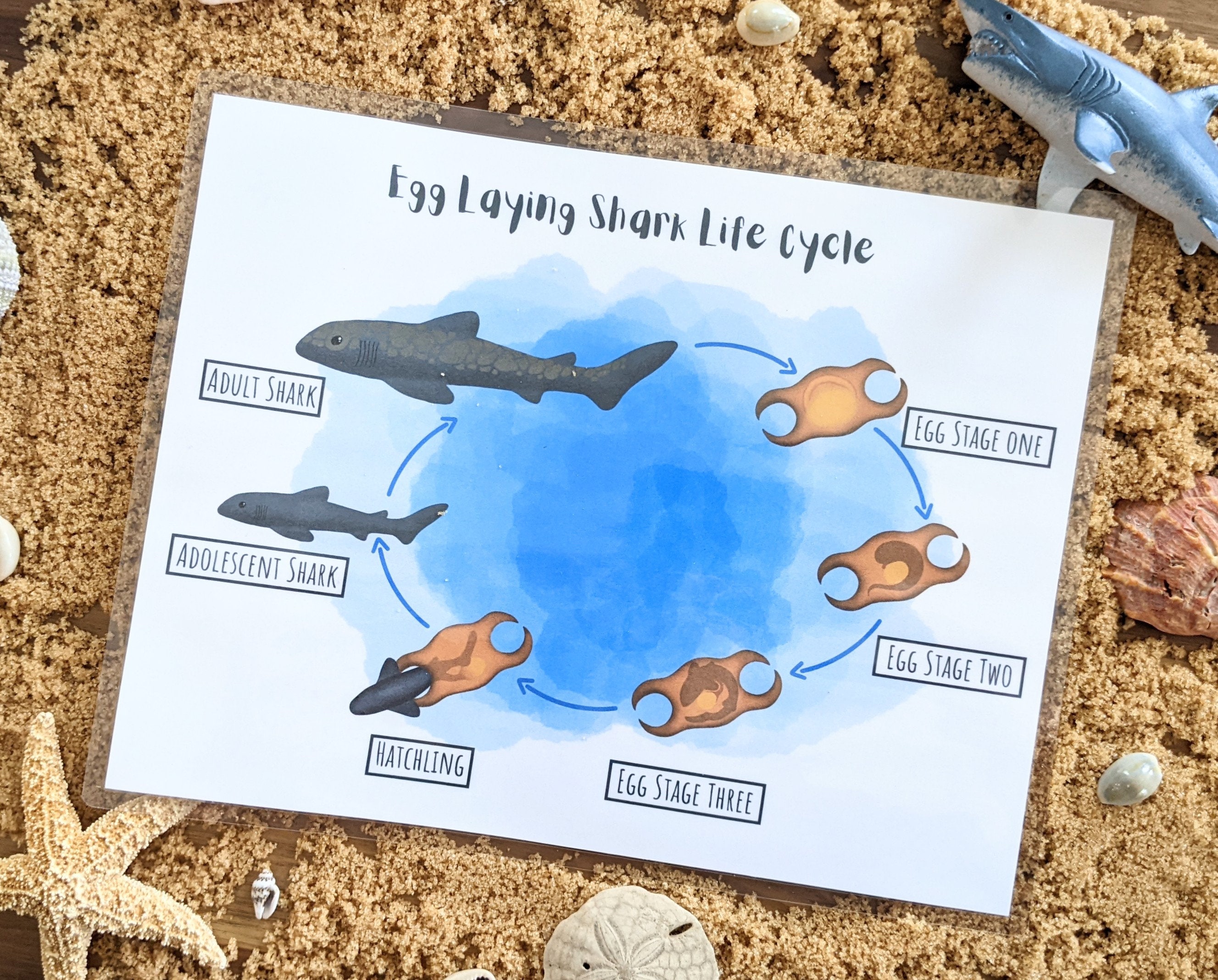 Shark Life Cycle Shark Activities Shark Facts For Kid - vrogue.co