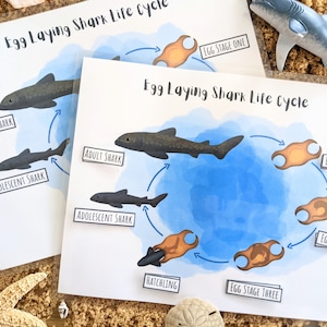 Shark life Cycle - Poster, Shark Unit Study, Busy Book Activity, Ocean Animals, Homeschool Science, Predator, Digital Download Printable