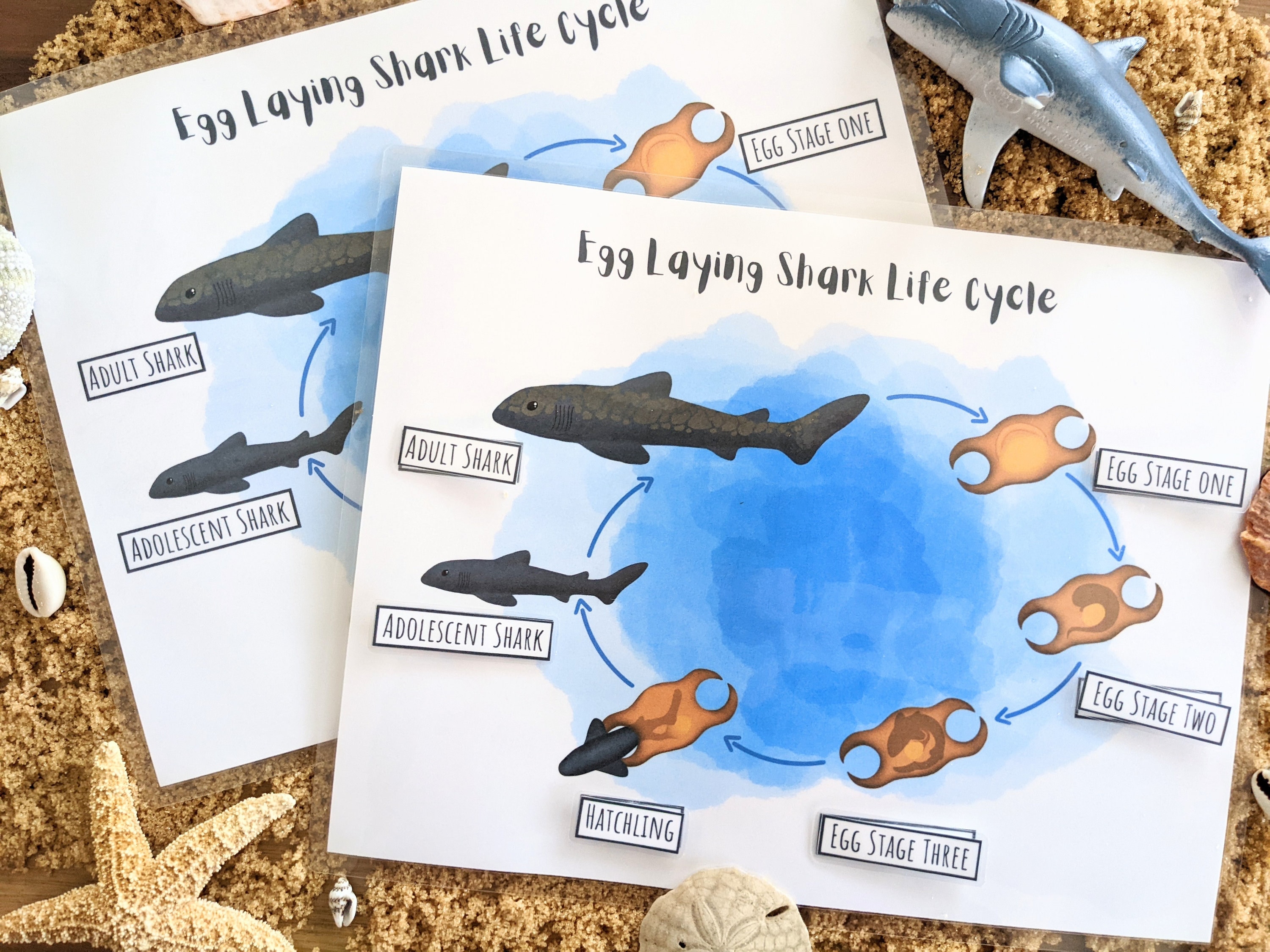 Shark Life Cycle