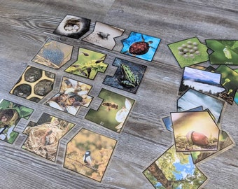 Life Cycle Puzzle Cards - Animals, Science, Homeschool, Preschool, Kids, Insects, Plants, Preschool, Kindergarten, Quiet Activity, Printable