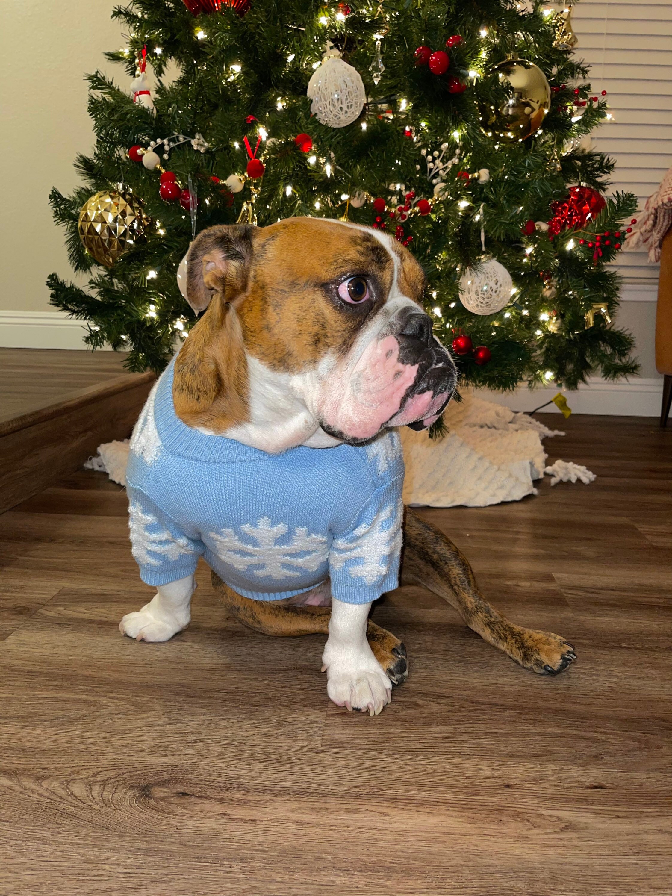 dog christmas sweater etsy