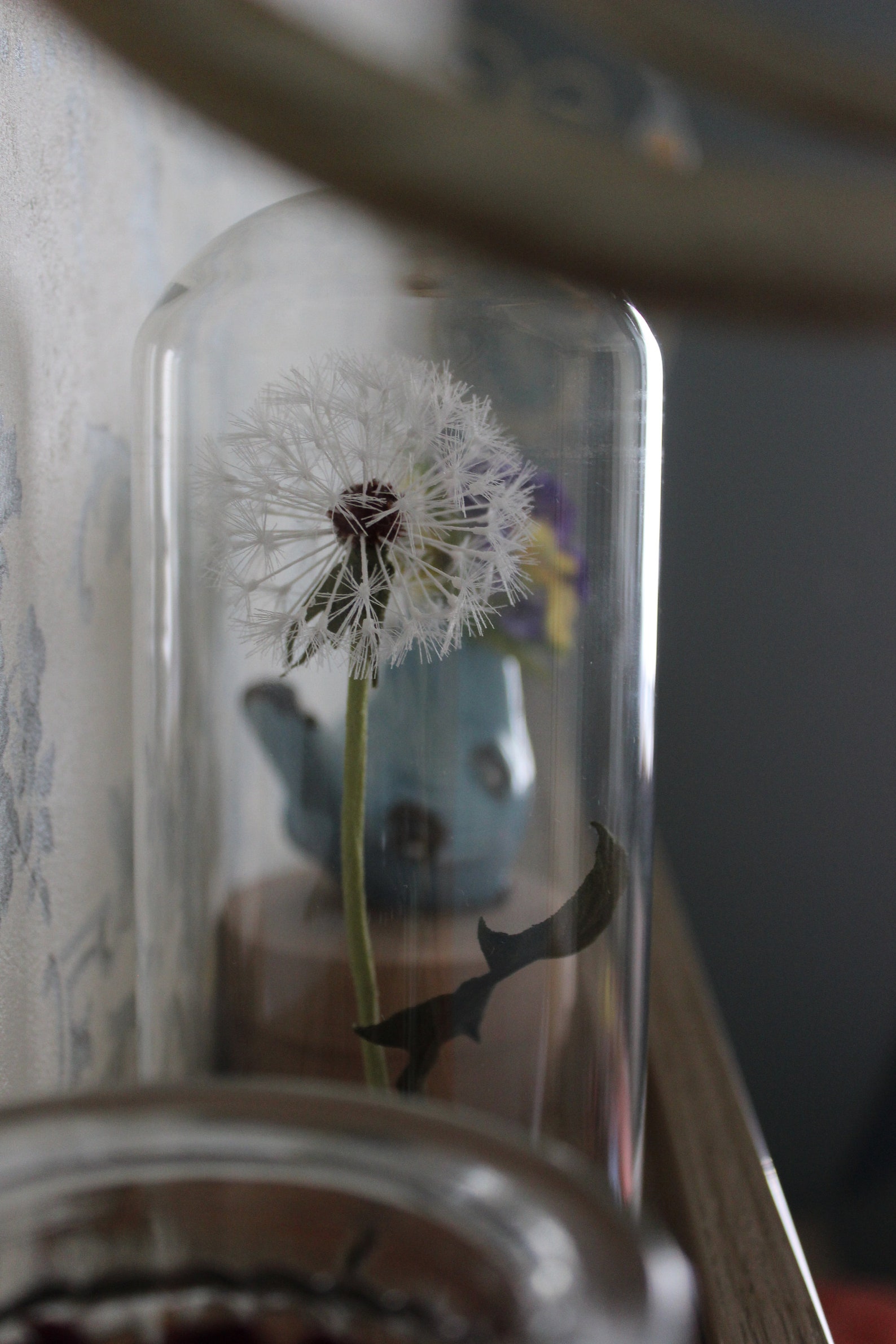 Dandelion flower in glass dome plant curiosity decor Etsy