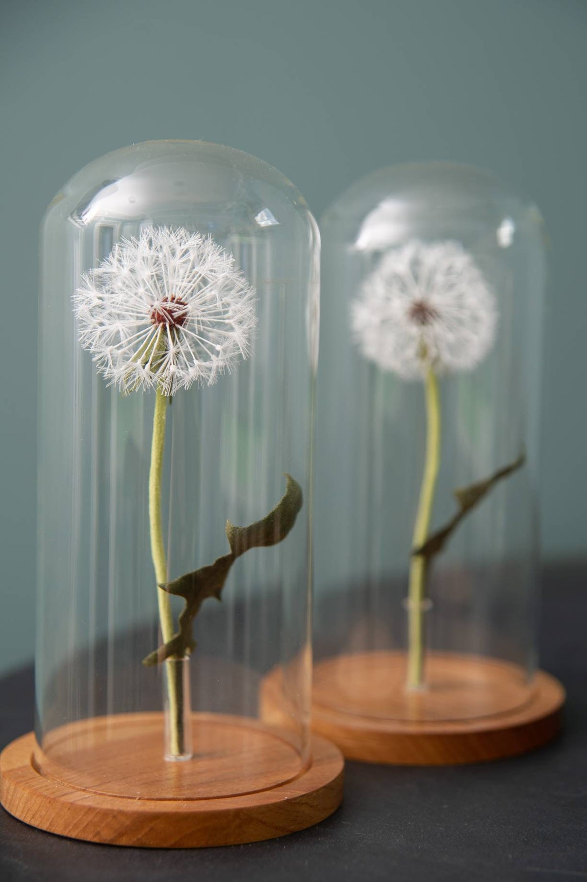 Dandelion Flower in Glass Dome Plant Curiosity Decor Etsy