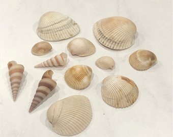 May include: A collection of eleven assorted seashells in various shades of cream, beige, and light brown. The assortment includes several rounded, ribbed bivalve shells and two elongated, spiral-shaped auger shells arranged in a loose cluster.