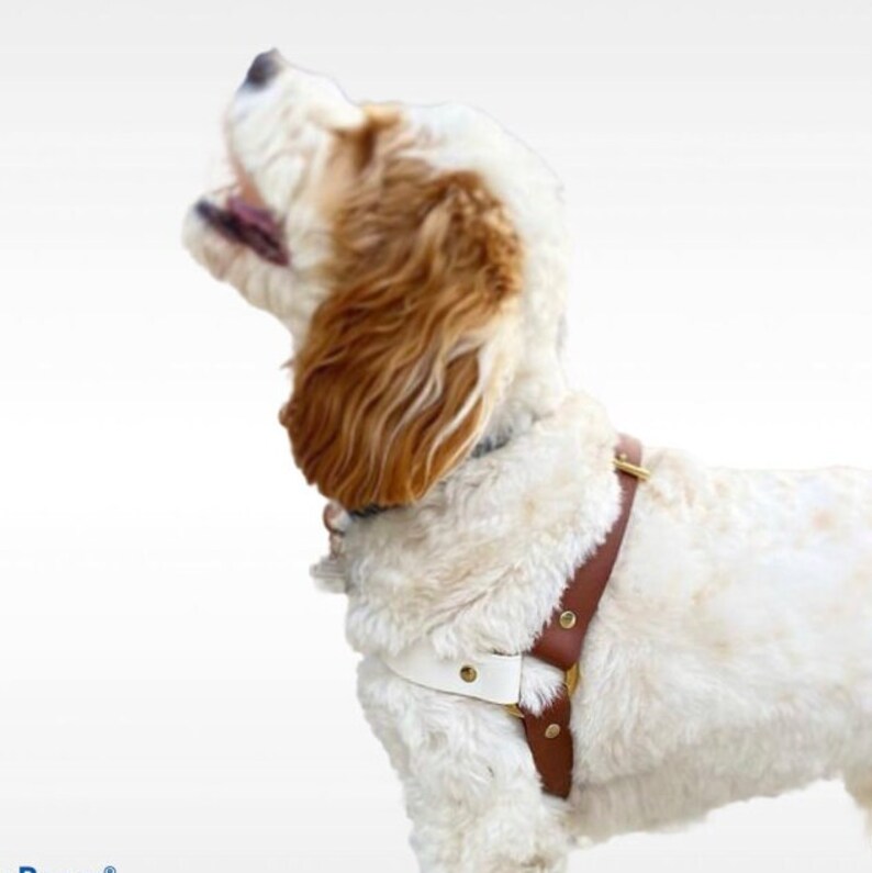 May include: A white and brown leather dog harness with gold hardware. The harness is on a small, white dog with brown ears.