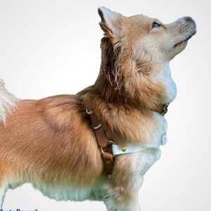 May include: A light brown dog wearing a brown leather harness with a white patch on the chest. The dog is looking up and to the right.