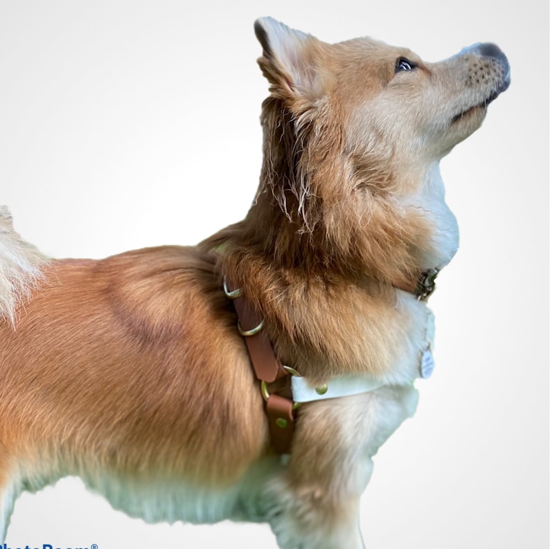 May include: A light brown dog wearing a brown leather harness with a white patch on the chest. The dog is looking up and to the right.
