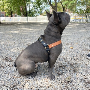 Waterproof Biothane Dog Harness, Personalized Step-In No-Pull Harness