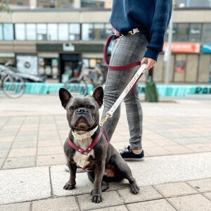 Op de afbeelding: Een zwarte Franse bulldog met een wit en bordeauxrood leren harnas met gouden beslag en een bijpassende riem met de naam "Mushi" erop.