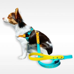 May include: A small brown and white dog wearing a turquoise and yellow leather harness with a matching leash. The leash has the name "Ozzy" written on it in gold lettering.