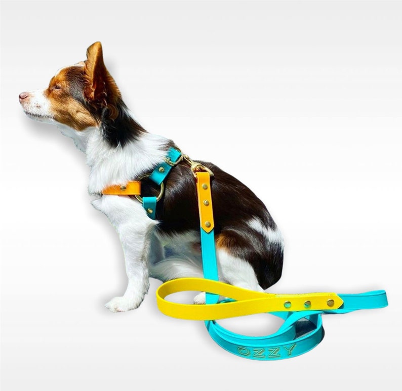May include: A small brown and white dog wearing a turquoise and yellow leather harness with a matching leash. The leash has the name "Ozzy" written on it in gold lettering.