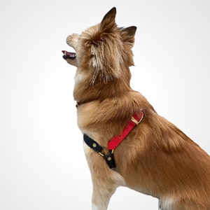 May include: A red and black dog harness with gold hardware. The harness is on a brown dog with fluffy fur.