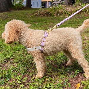 May include: A small, light brown dog wearing a lavender and white leather dog harness with a gold clasp. The dog is on a leash and is walking on green grass.