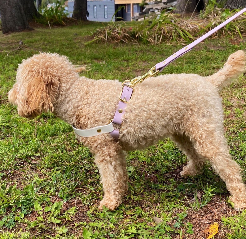 May include: A small, light brown dog wearing a lavender and white leather dog harness with a gold clasp. The dog is on a leash and is walking on green grass.