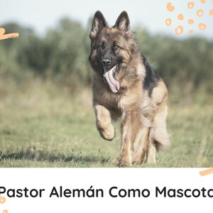 Curso Secretos Del Pastor Alemán: Cuidados, Nutrición Y Entrenamiento imagen 2