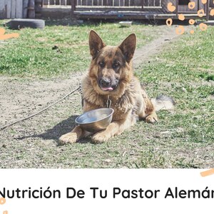 Curso Secretos Del Pastor Alemán: Cuidados, Nutrición Y Entrenamiento imagen 6